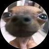 dogfanj97