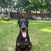 thunderthedoberman1