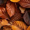autumnleaves226
