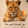 user7114175181160