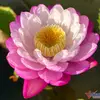 oanh55606