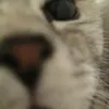 ooreomeow_