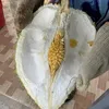nguyen.huynh930