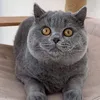 linggdepgai_