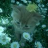 sama_abd14