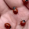 coccinelle8051