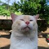 ahmad.fais362