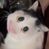 farissaif9