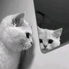xyz_cipaawww