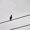nasiib_laawe