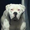biggbudz7