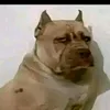 cebolinhatotozo