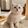 cats.by.ai.english