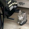 disxpaws