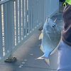 king_fishing420