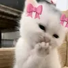 isaarw__