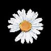 sunflowerboyz