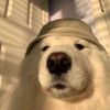 arthurboylee001