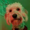 teddyboo815