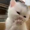 mai.hunh.minh.anh