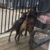 dukethebullycorso