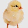 pollito5581