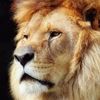 wildlife