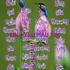 giahuygiahuy10