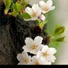 user505omarfrok