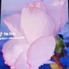 user7871619619562