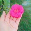 bebo.7963