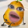 td_o6