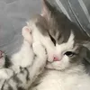 kitty123681