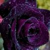 user5918179030014