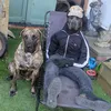 mist_the_canecorso