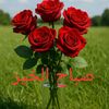 yasser.aboelfarh