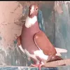 g_sgkx