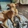 bonbon_maki_perra_gata