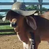 bolsonaro_cute22
