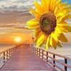 flasunflower14