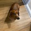 hotdog_fortnite