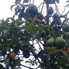alpukat.bandung