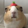 Brenda Frazão 🍓✨