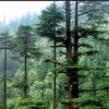 cedar_green_springs