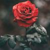 shazlianalina