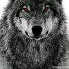 abd.alrhman.almoz