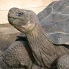 tomytortuga