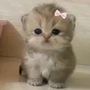 callmewins12