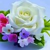 shahzad.ali0984