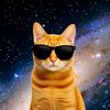 cat.narkit